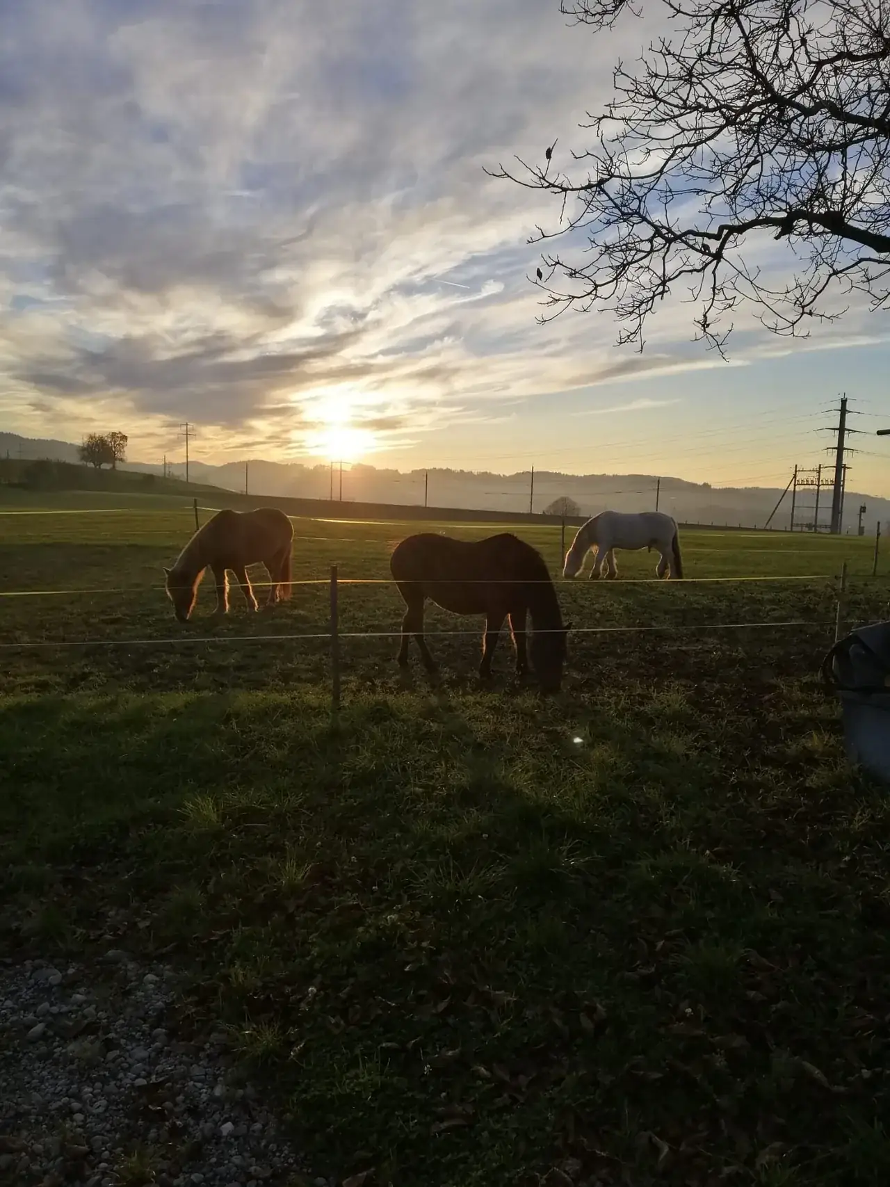 Pferde auf der Weide im Abendlicht