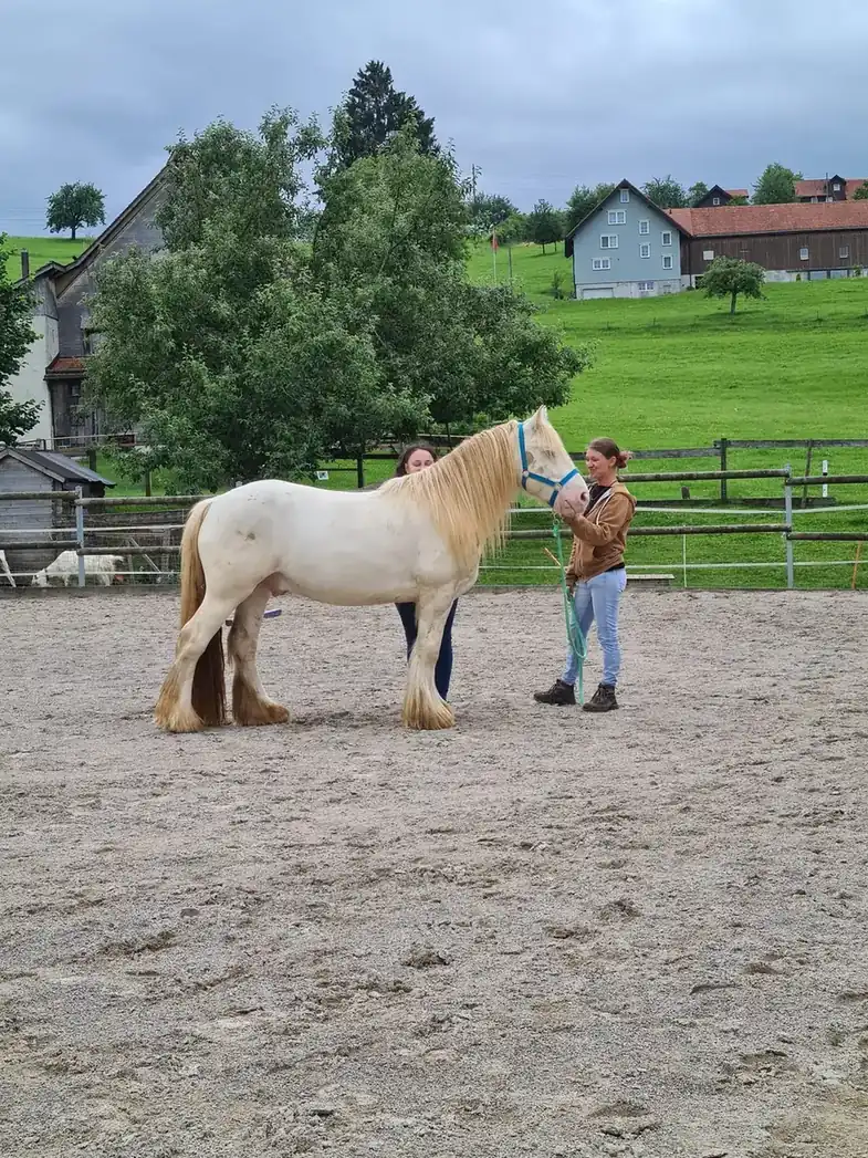 Coaching im Freien mit einem hellen Pferd