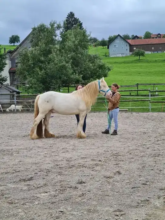 Coaching im Freien mit einem hellen Pferd