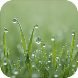 Wahrnehmung — Tautropfen auf Gras