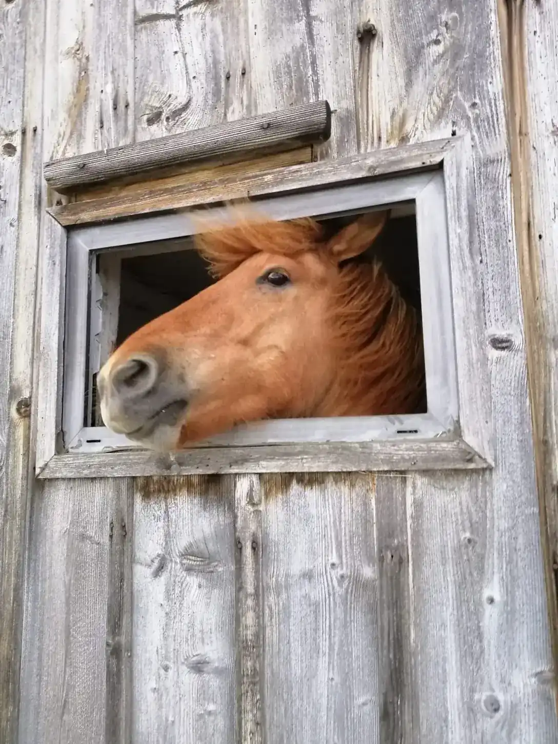 Pferd schaut aus dem Stallfenster