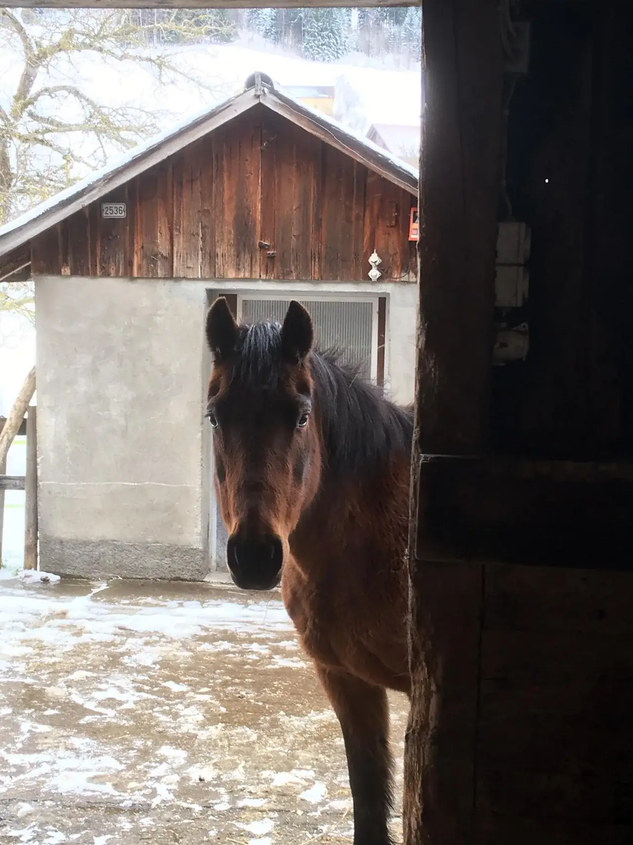 Pferd im Stalltor