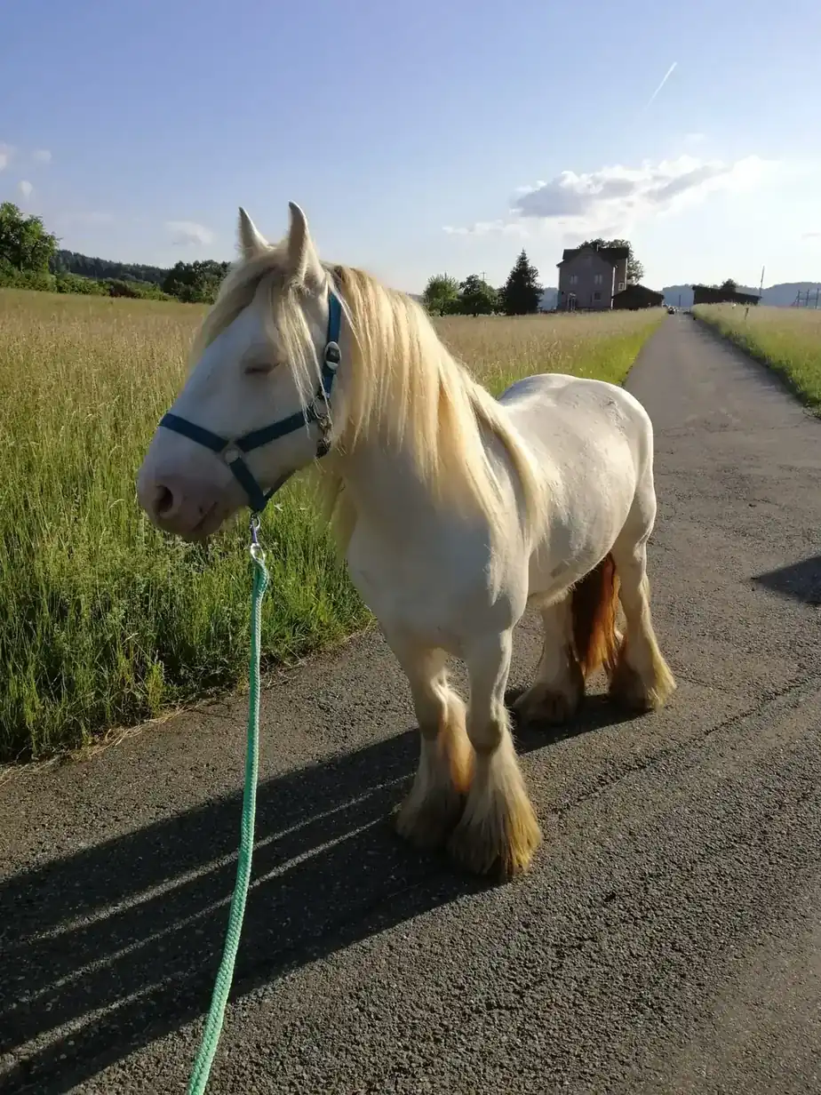 Cremefarbenes Pferd auf einem Feldweg