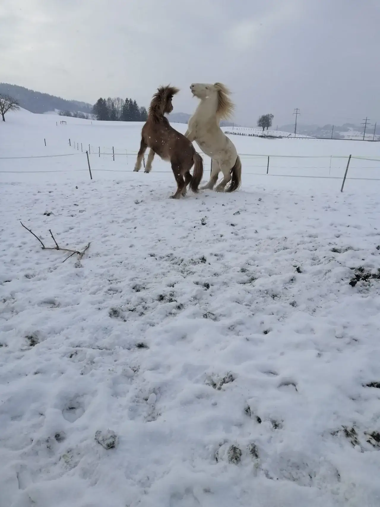 Zwei Pferde spielen im Schnee